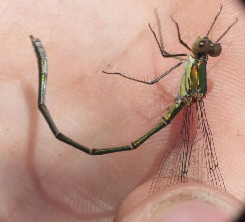 Chalcolestes viridis